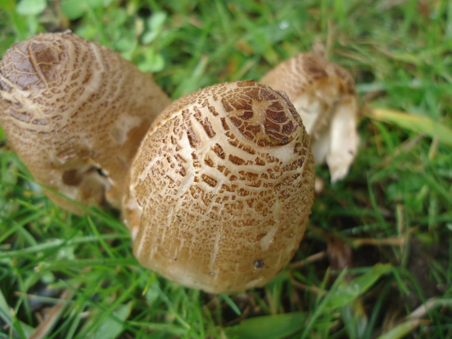 Навозник чешуйчатый