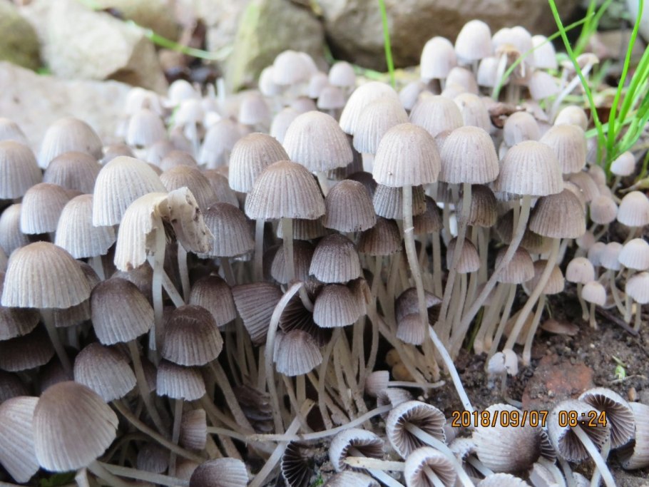 Навозник рассеянный псилоциб