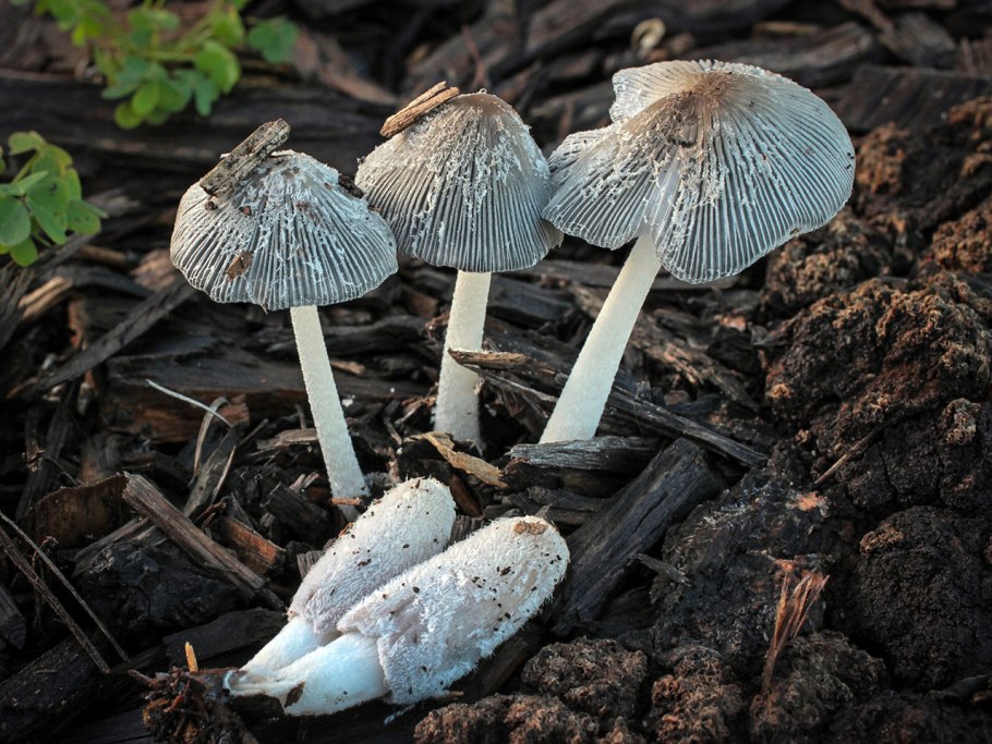 Coprinus lagopus