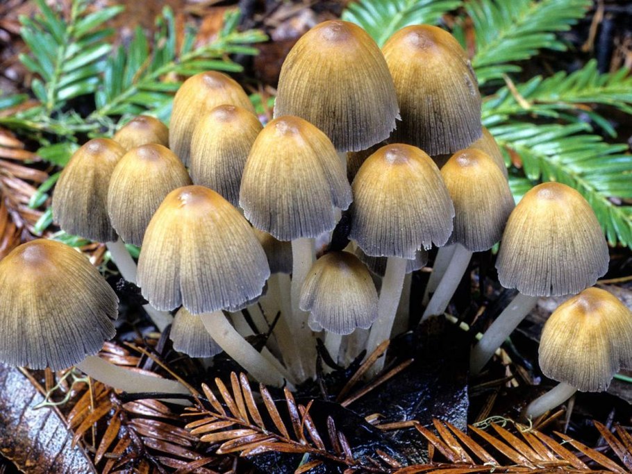 Гриб навозник