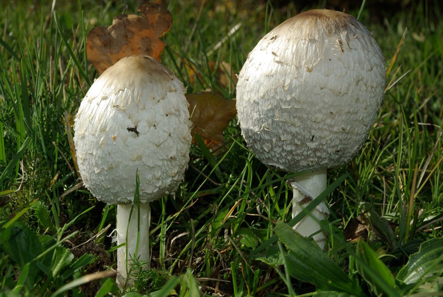 Гриб шампиньон навозник белый