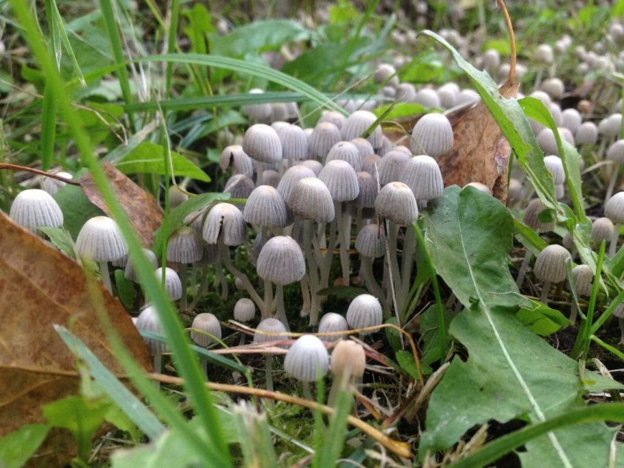 Гриб навозник съедобный