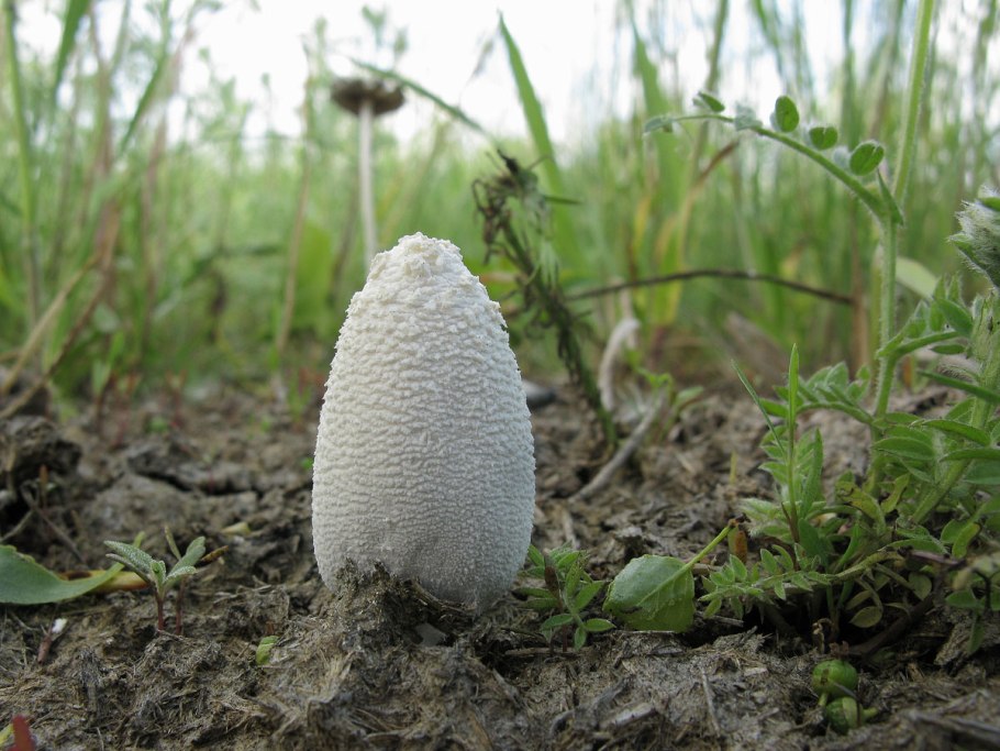 Навозник Coprinopsis