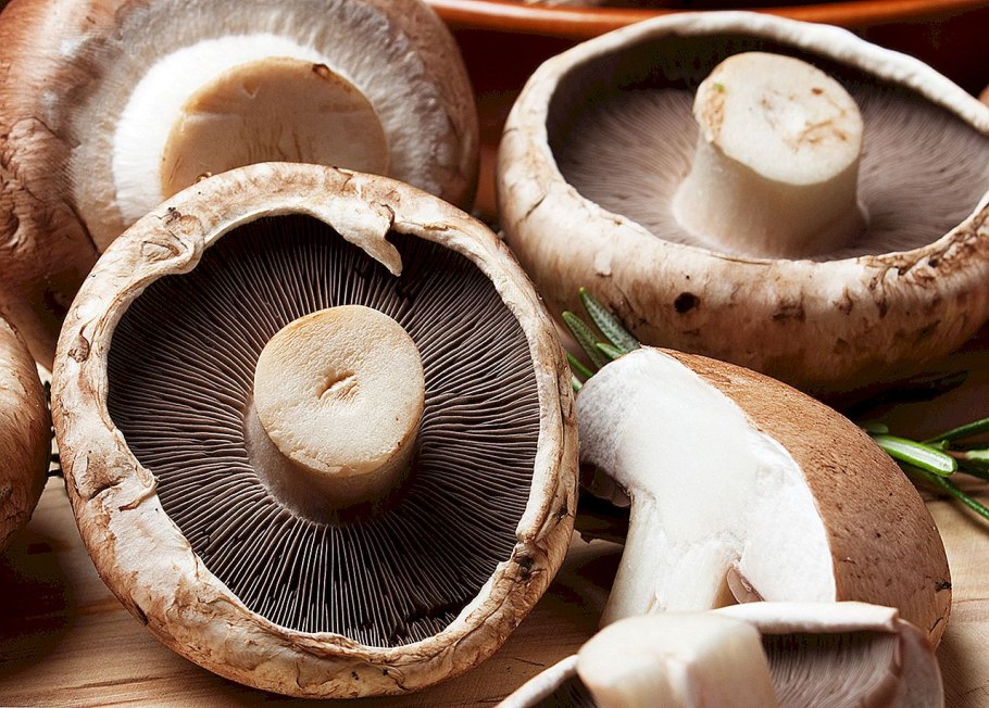 Шампиньон коричневый Королевский