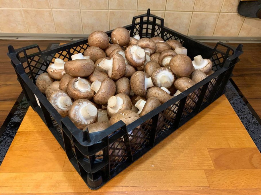 Грибы шампиньоны Королевские