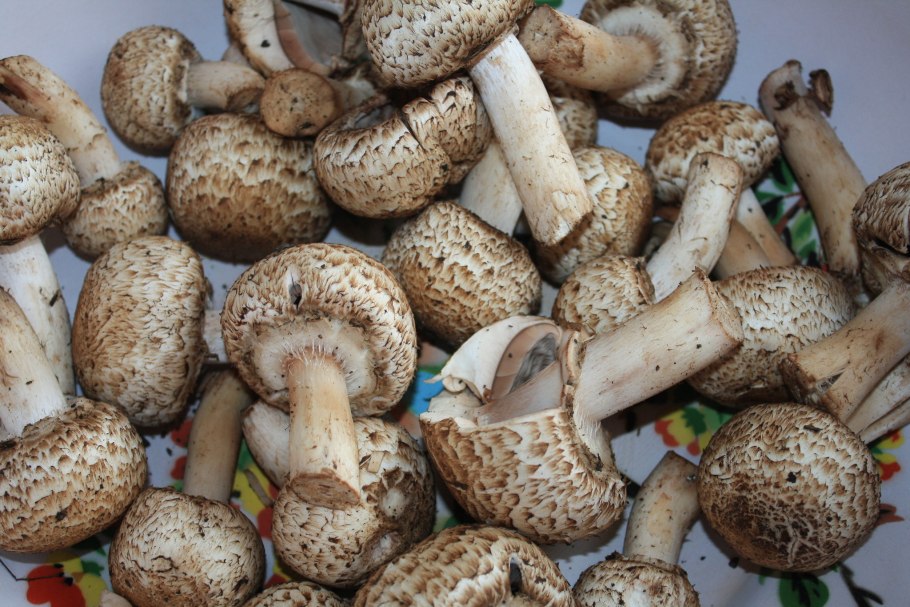 Сорта шампиньонов