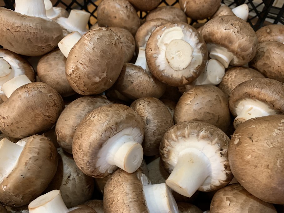 Шампиньон клубневой