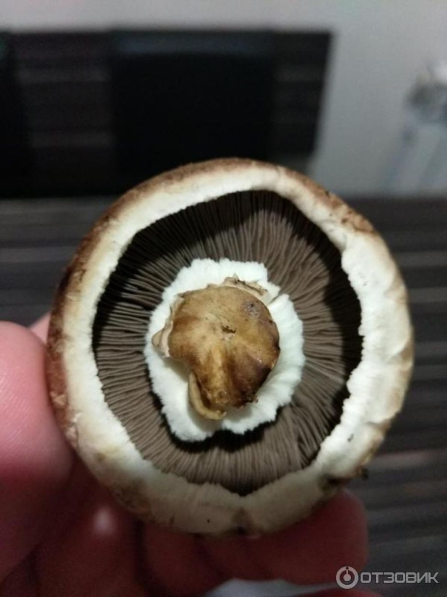 Королевский шампиньон Лесной