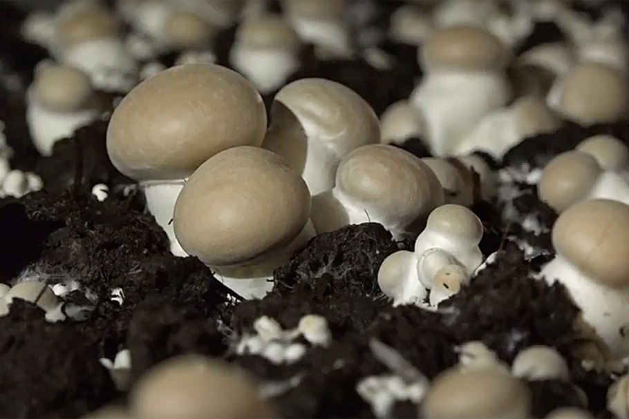 Agaricus bisporus - шампиньо́н двуспо́ровый