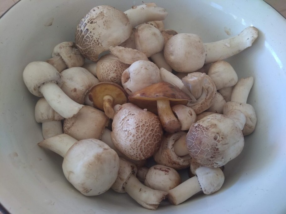 Шампиньон двуспоровый (Agaricus bisporus)