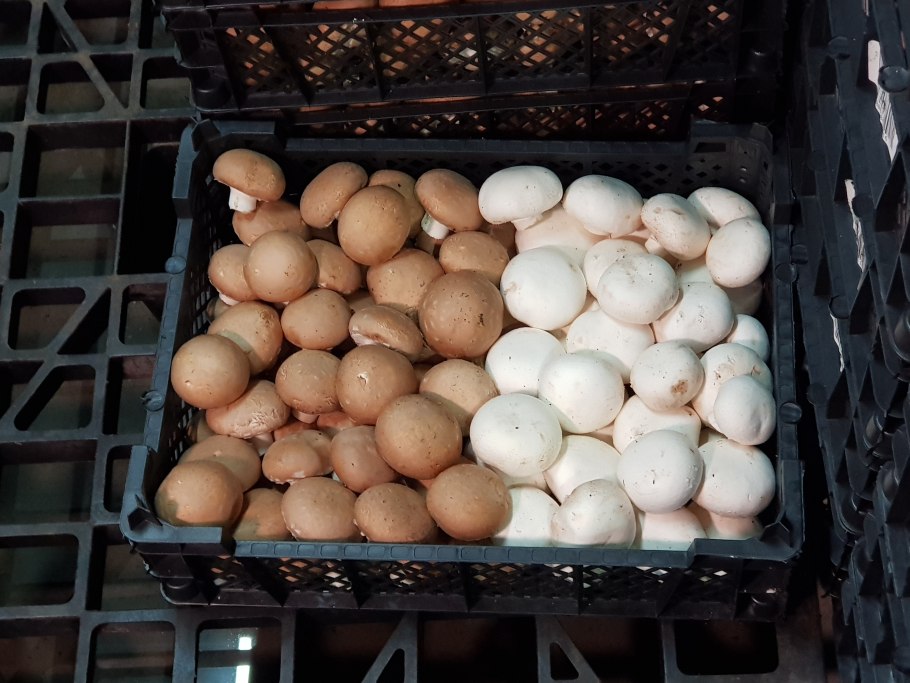 Сорта шампиньонов Королевский