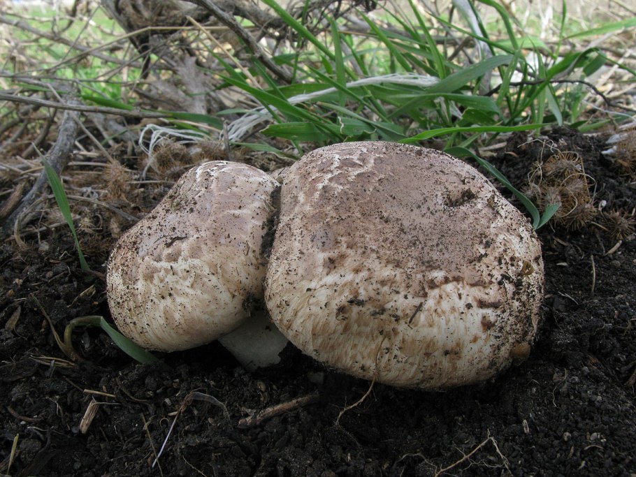Грибная ферма Дон шампиньон Рязань