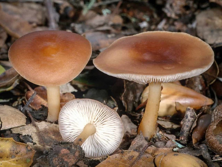 Коллибия лесолюбивая (Gymnopus dryophilus)
