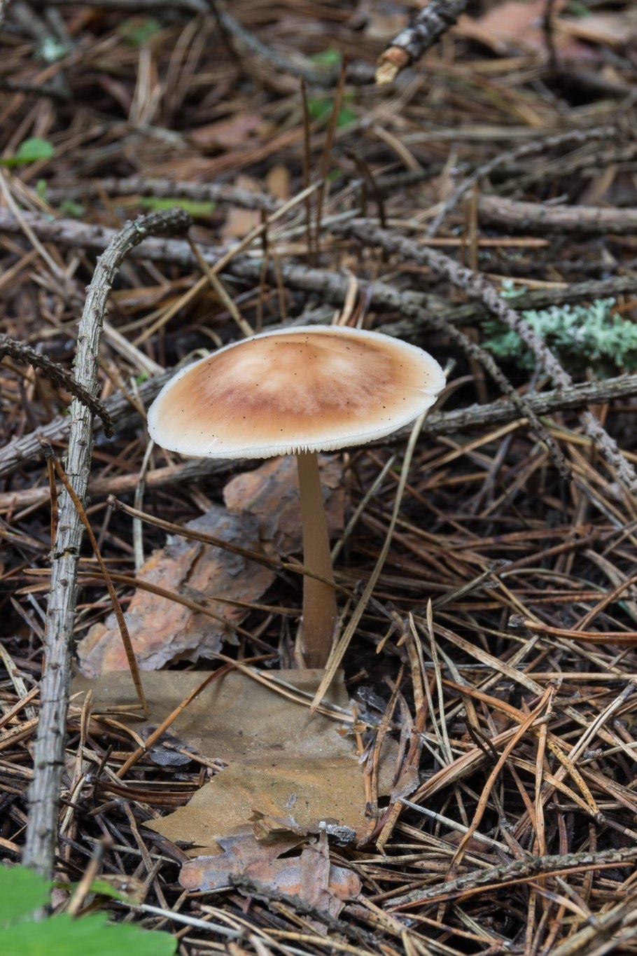 Коллибия Каштановая Collybia butyracea