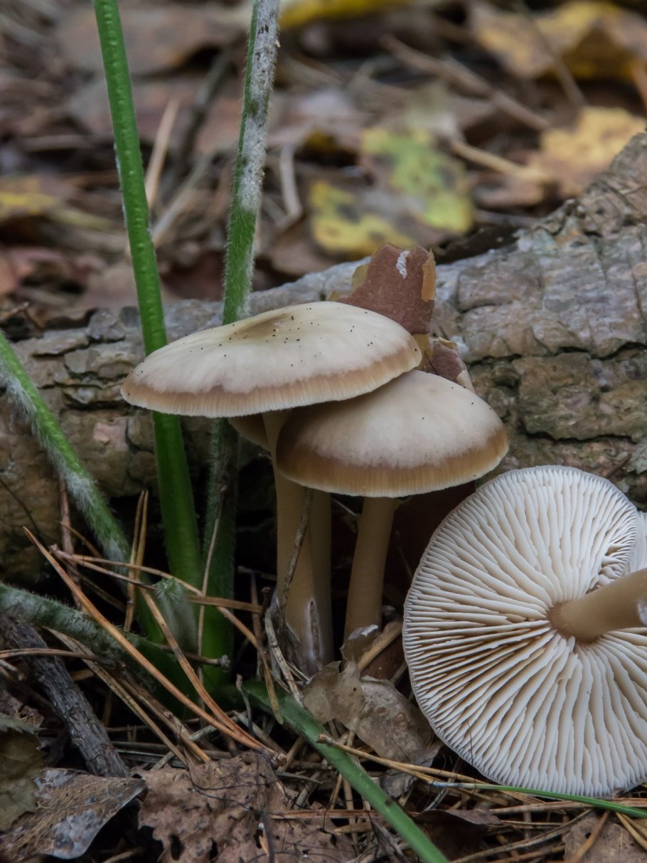 Коллибия Каштановая Collybia butyracea