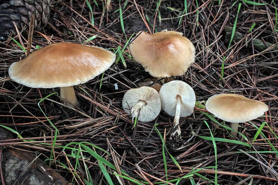 Коллибия масляная Rhodocollybia butyracea