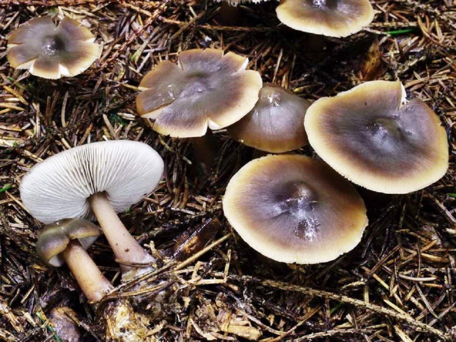 Коллибия съедобная