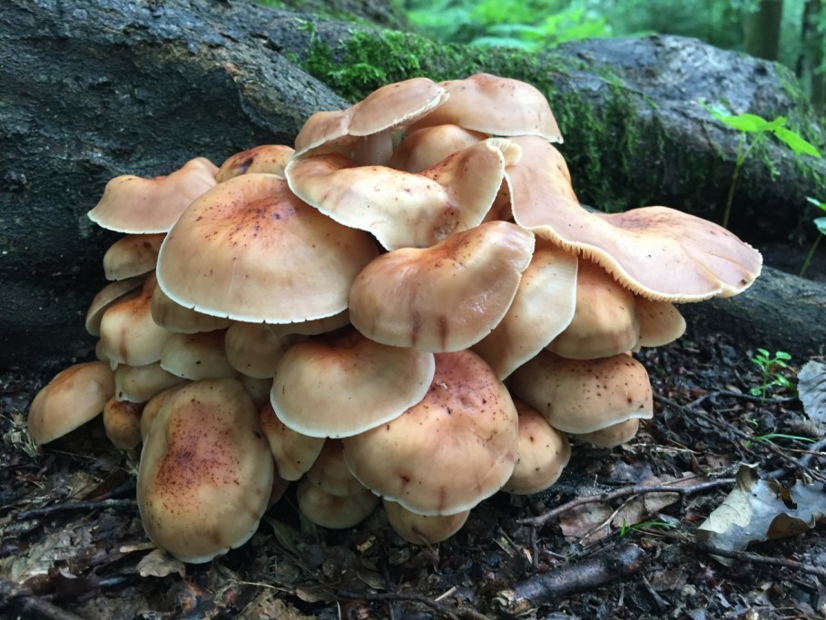 Гриб Коллибия веретеноногая