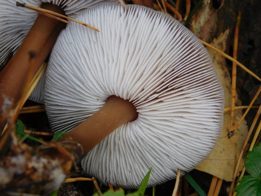 Гриб Коллибия масляная