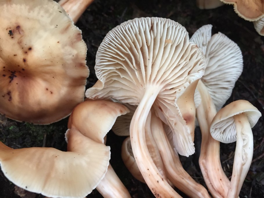 Коллибия веретеноногая Collybia fusipes