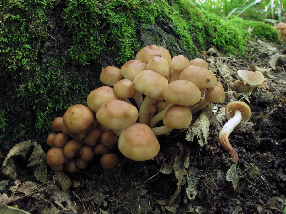 Коллибия веретеноногая