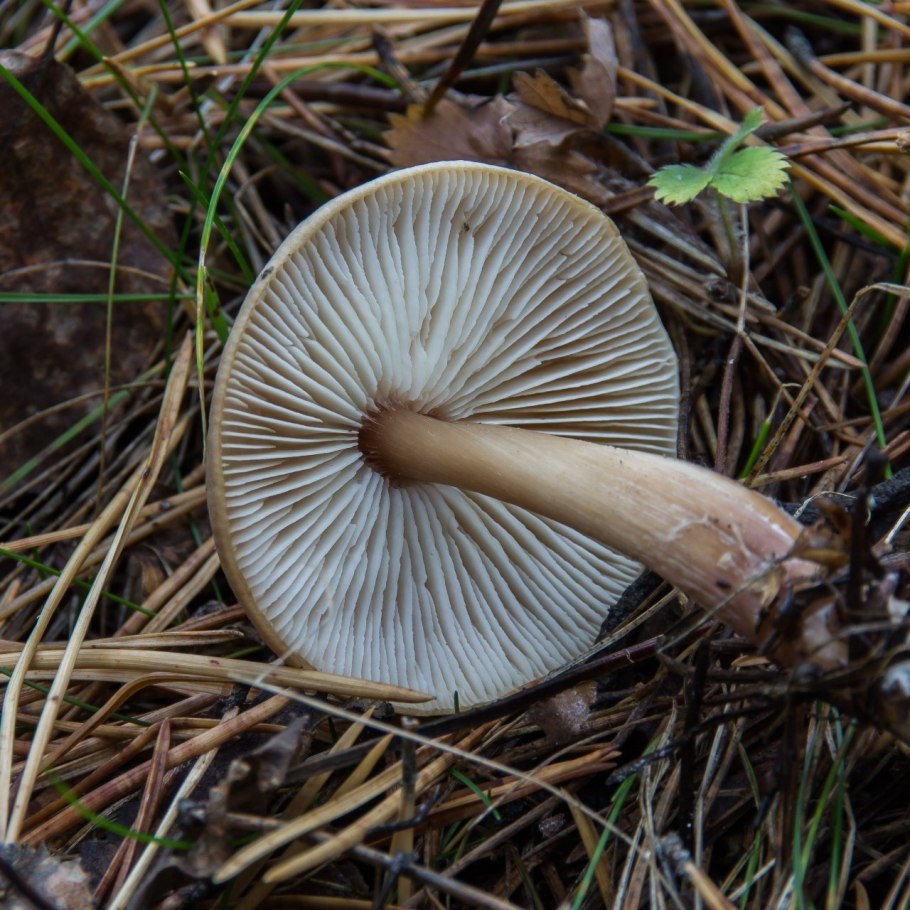 Коллибия Каштановая Collybia butyracea