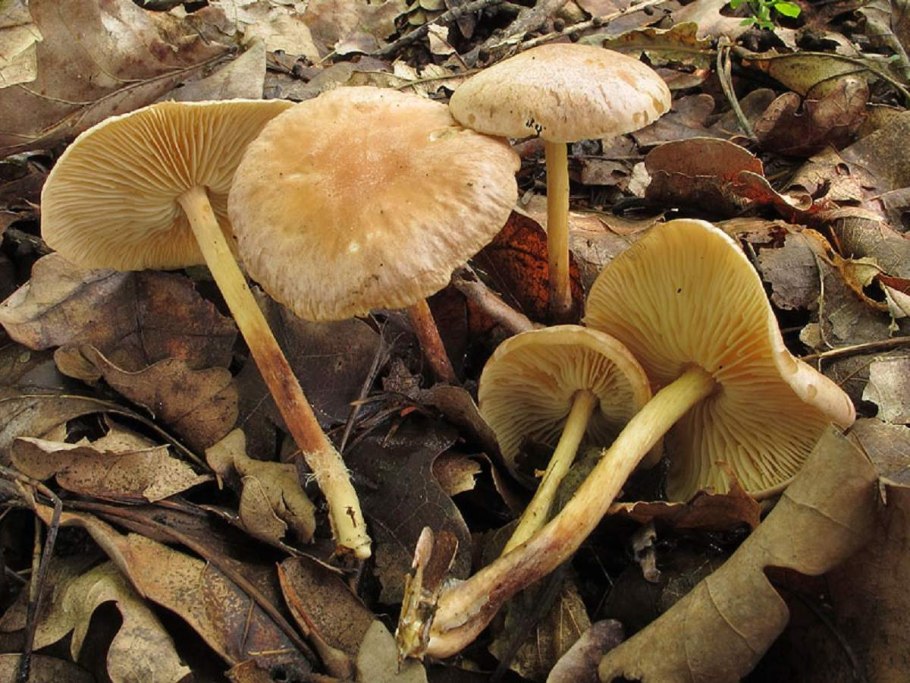 Гриб Коллибия масляная