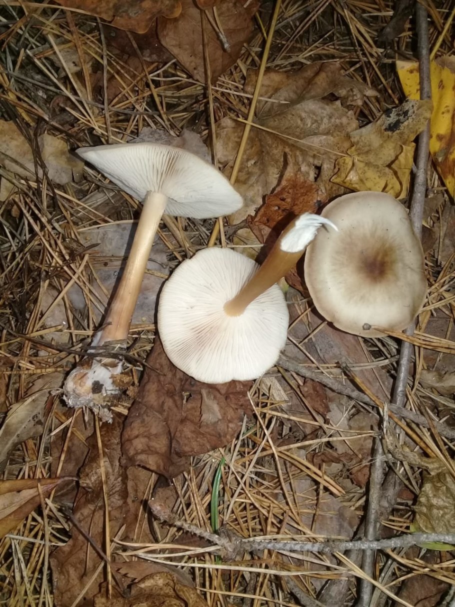 Коллибия Каштановая