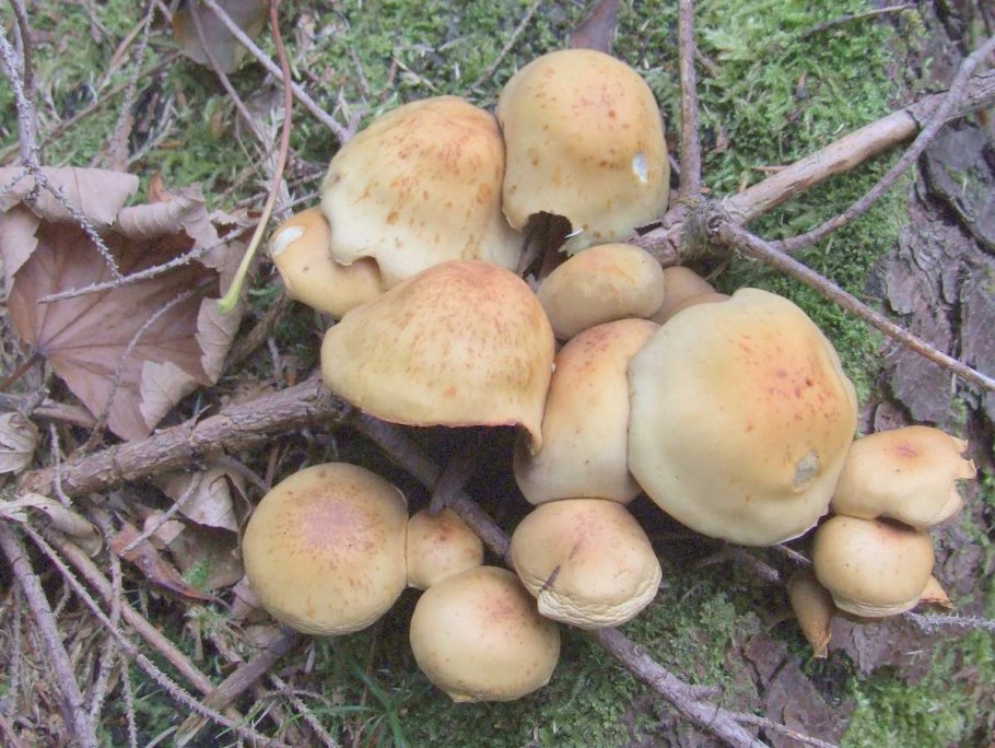 Коллибия лесолюбивая опёнок весенний