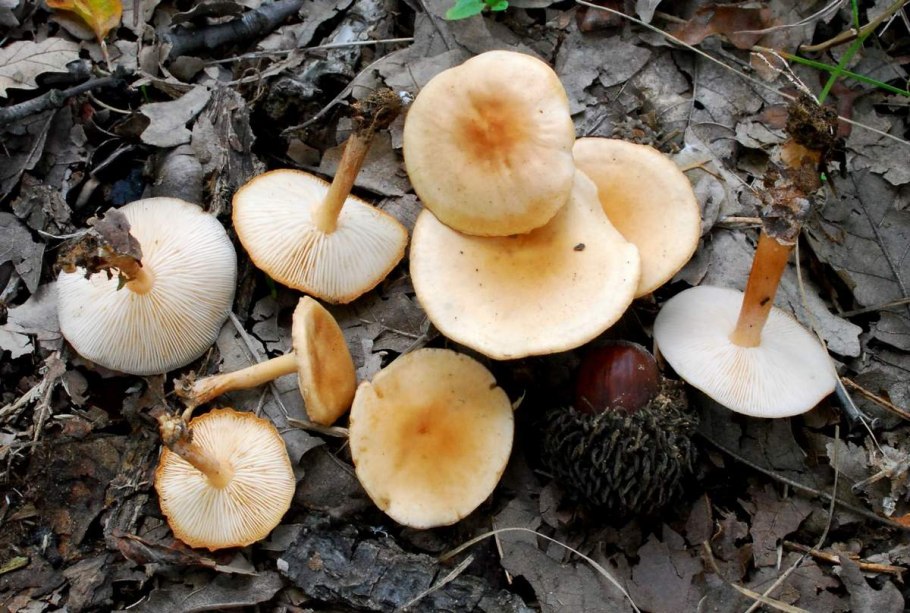 Опёнок весенний Коллибия