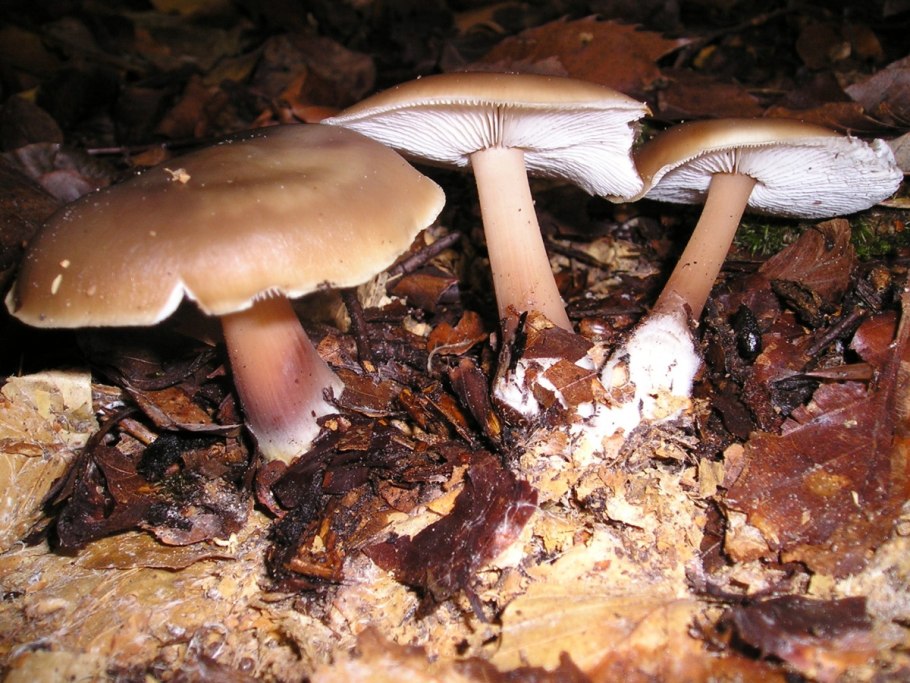 Коллибия маслянистая Collybia butyracea