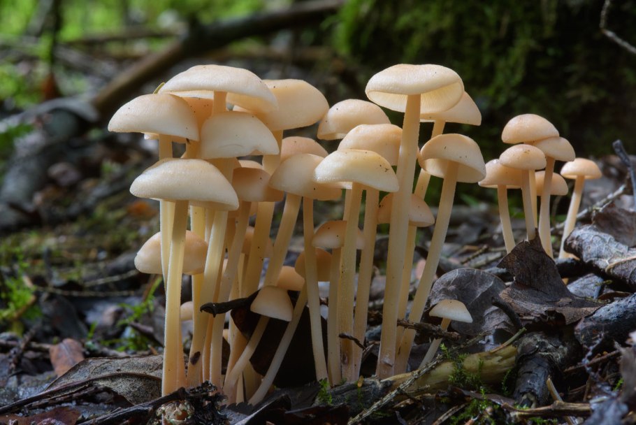 Коллибия скученная