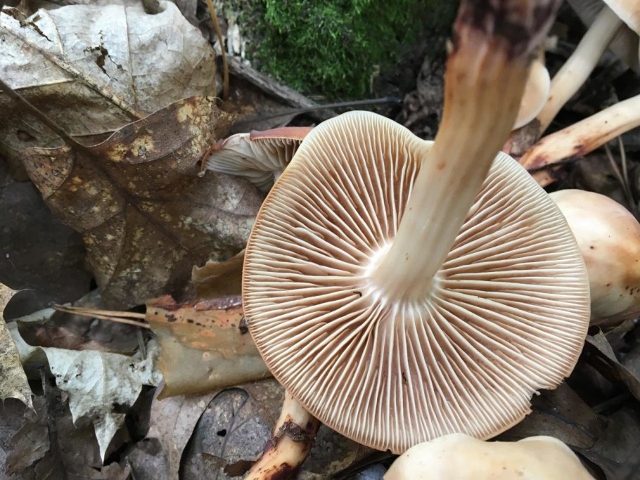 Коллибия веретеноногая Gymnopus fusipes