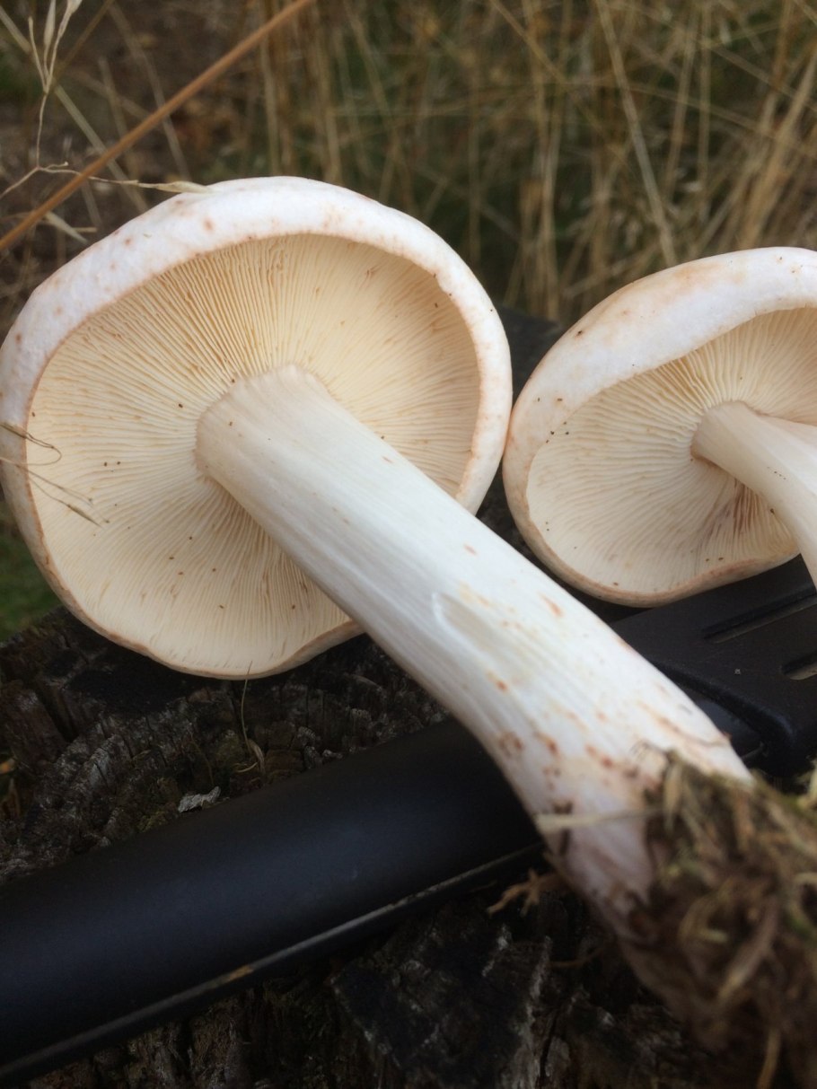 Коллибия веретеноногая