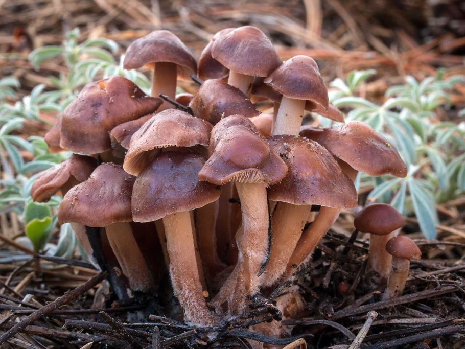 Коллибия подснежная