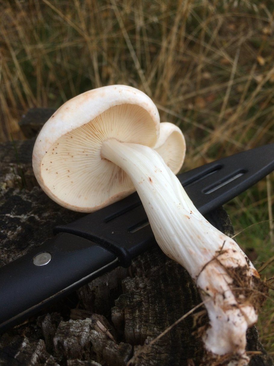 Коллибия веретеноногая