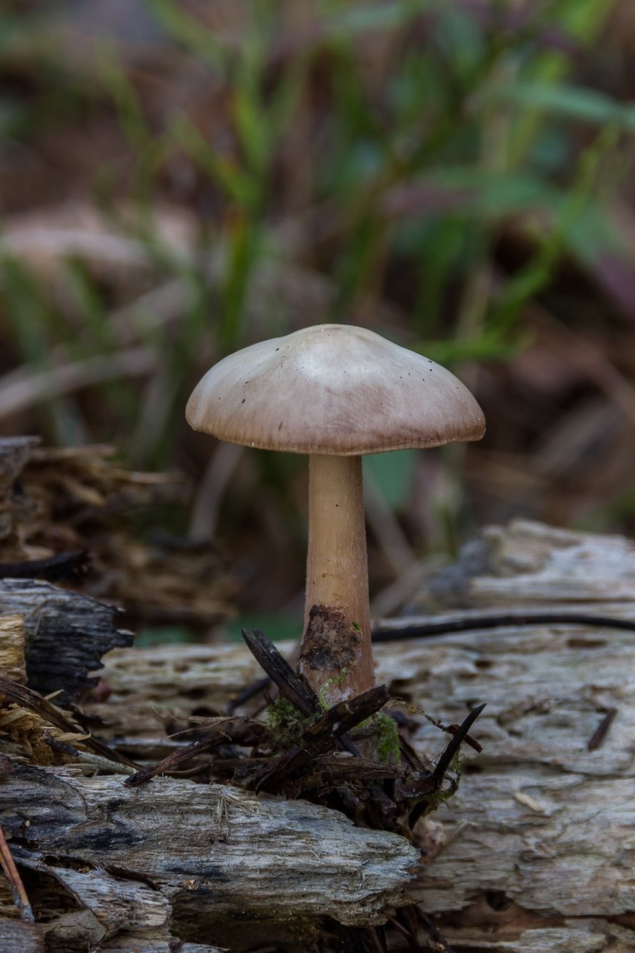 Коллибия маслянистая Collybia butyracea