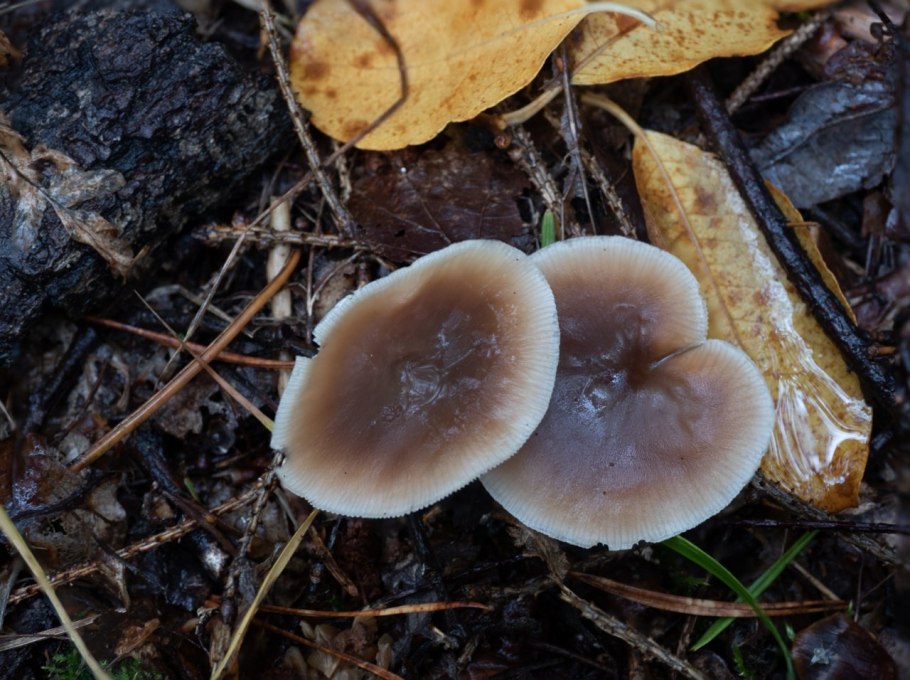 Коллибия Каштановая Collybia butyracea