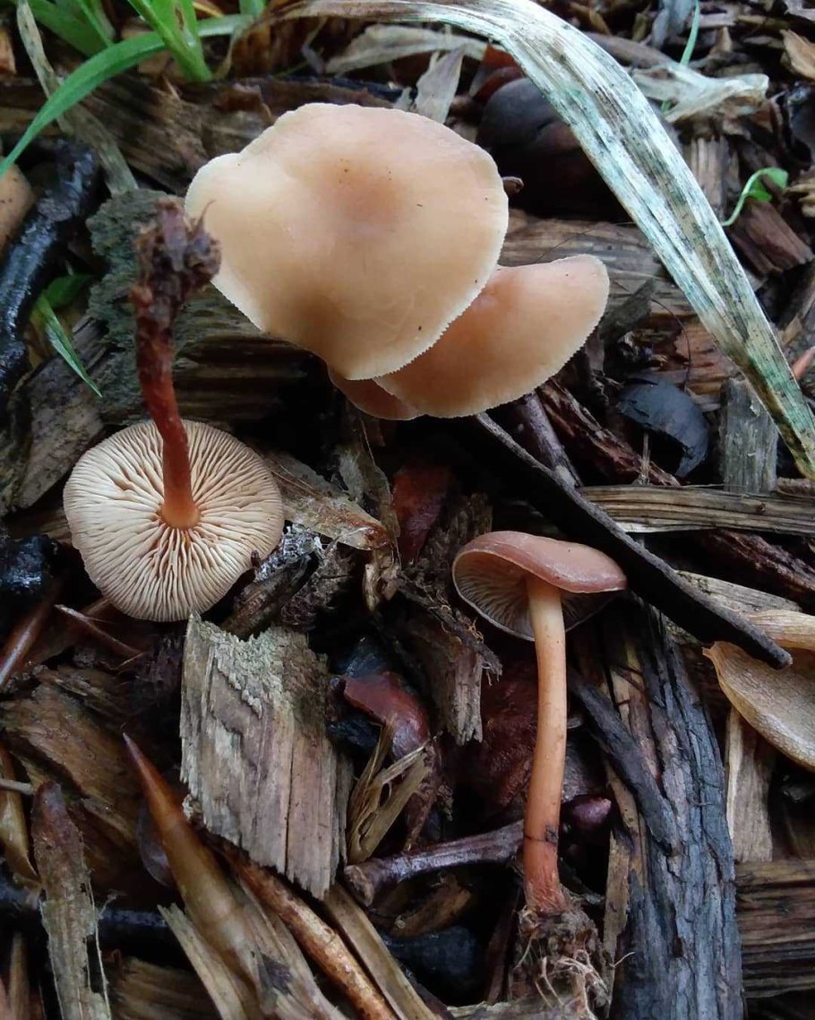 Опёнок весенний Коллибия