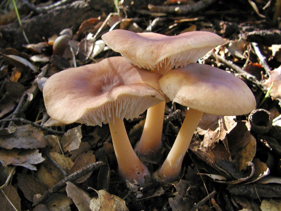 Коллибия Каштановая Collybia butyracea