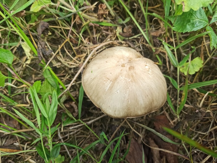 Грибы Коллибия широкопластинчатая