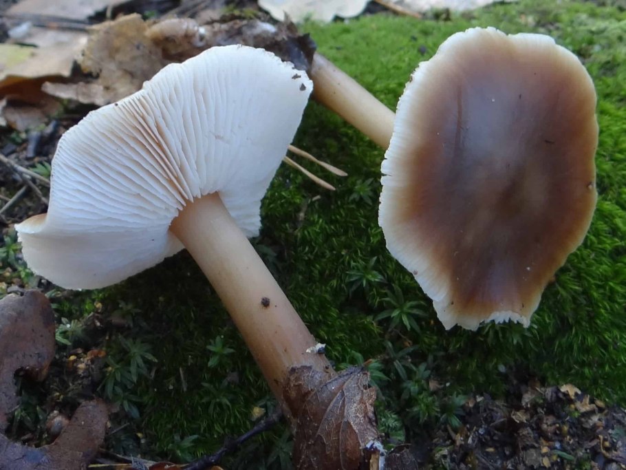 Коллибия Каштановая Collybia butyracea