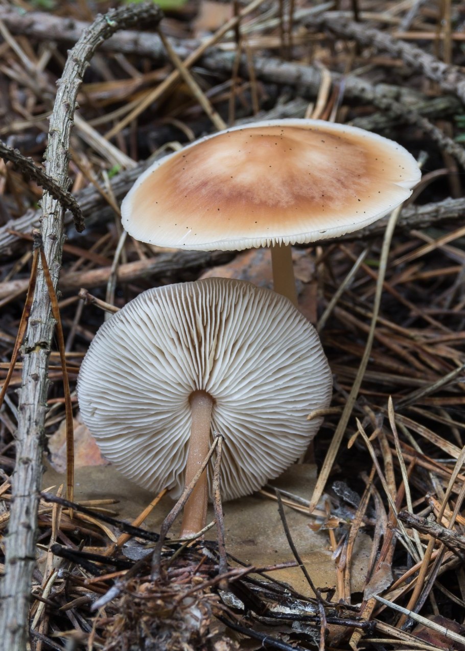 Rhodocollybia butyracea