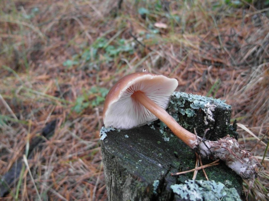 Коллибия Каштановая Collybia butyracea