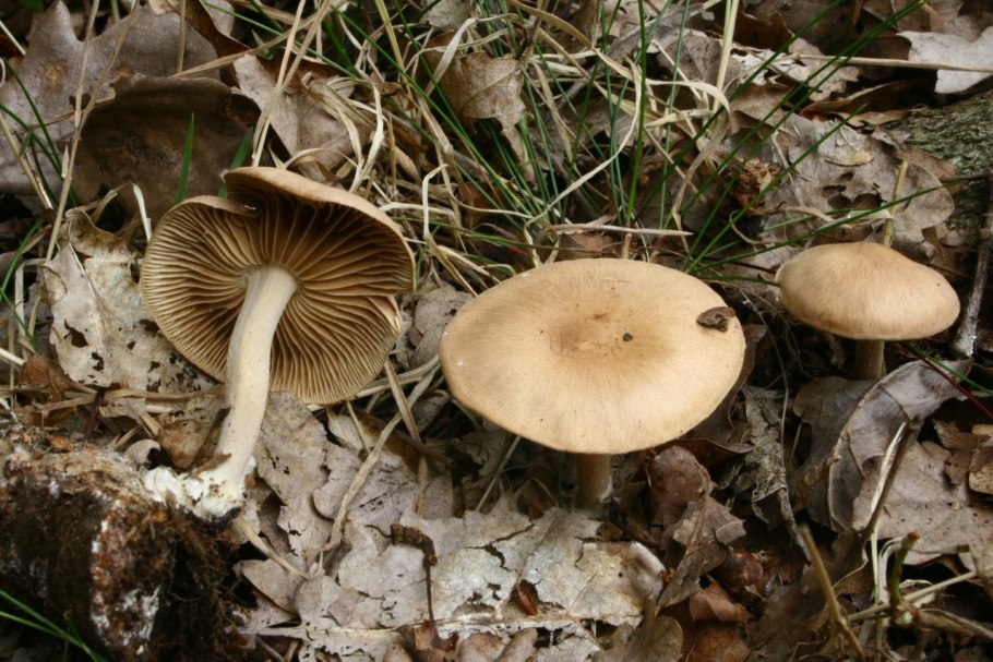 Collybia peronata