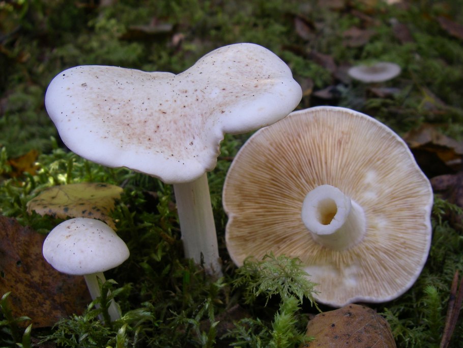 Грибы Коллибия пятнистая