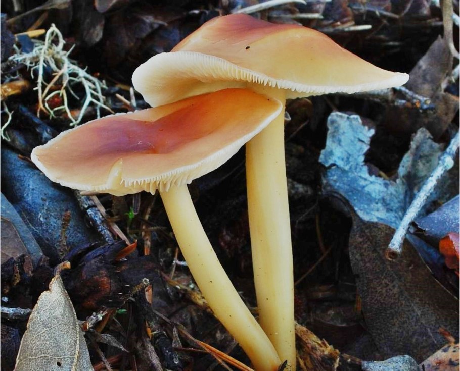 Коллибия лесолюбивая