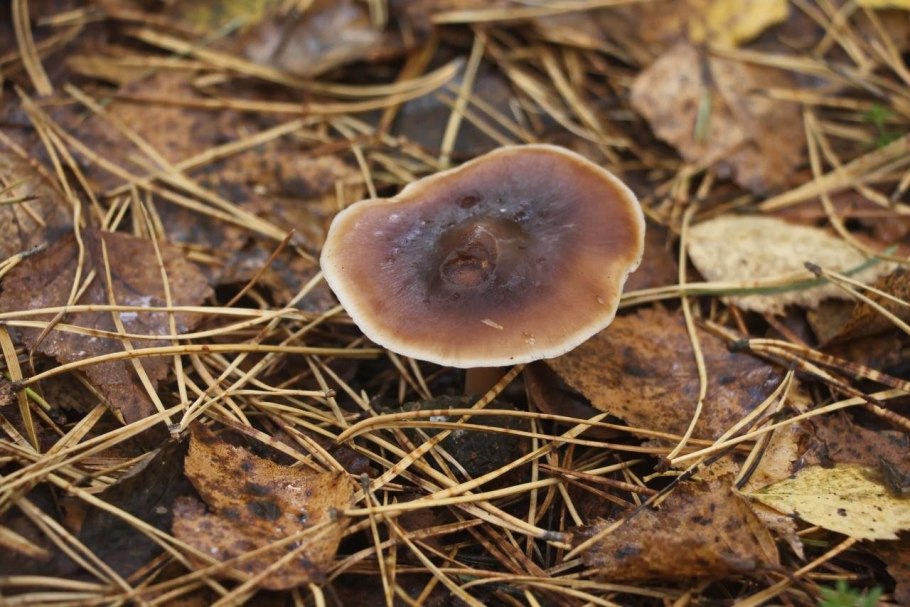 Коллибия Каштановая гриб съедобный