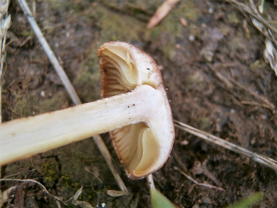 Коллибия веретеноногая зимний опенок