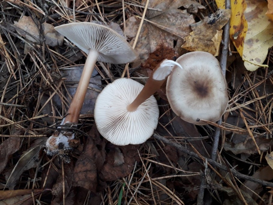 Коллибия лесолюбивая